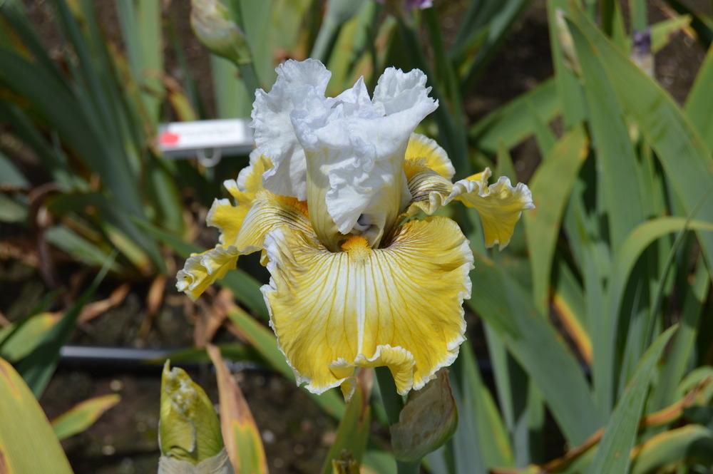 Photo of Tall Bearded Iris (Iris 'Baby I Love You') uploaded by KentPfeiffer