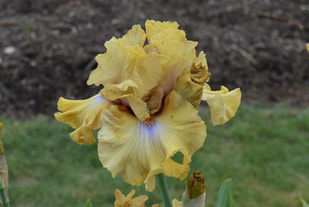 Photo of Tall Bearded Iris (Iris 'Auckland') uploaded by KentPfeiffer
