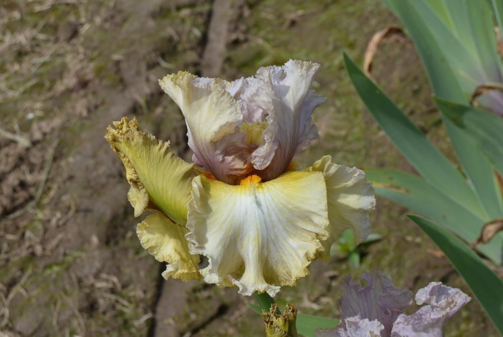 Photo of Tall Bearded Iris (Iris 'Along Came Fame') uploaded by KentPfeiffer