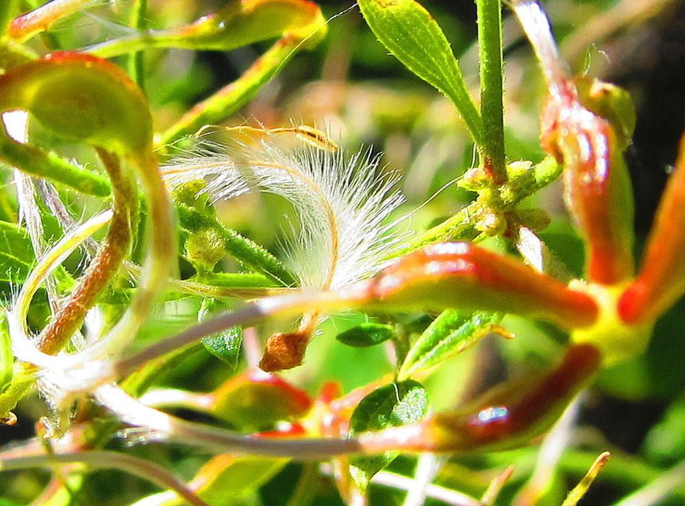 Photo of Sweet Autumn Clematis (Clematis terniflora) uploaded by jmorth