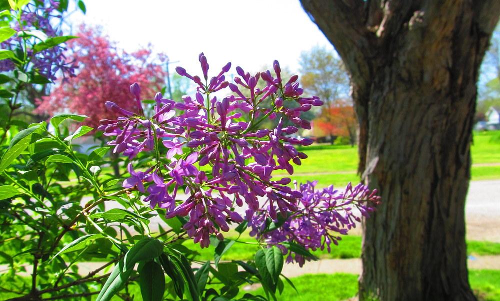 Photo of Common Lilac (Syringa vulgaris) uploaded by jmorth