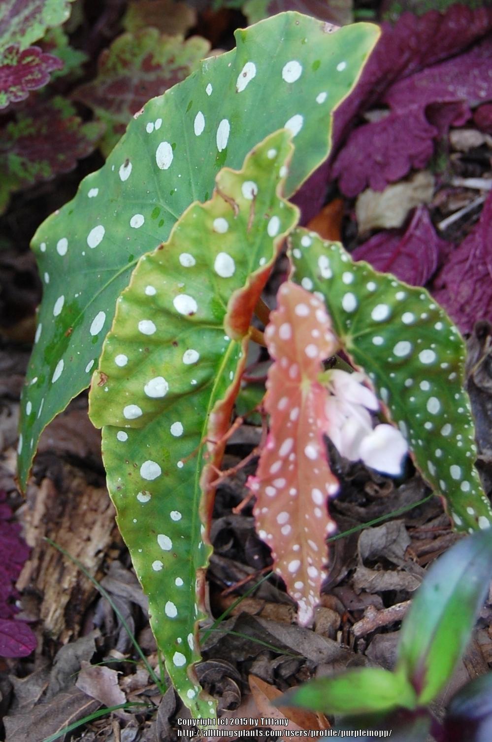 Photo of Polka Dot Begonia (Begonia maculata) uploaded by purpleinopp