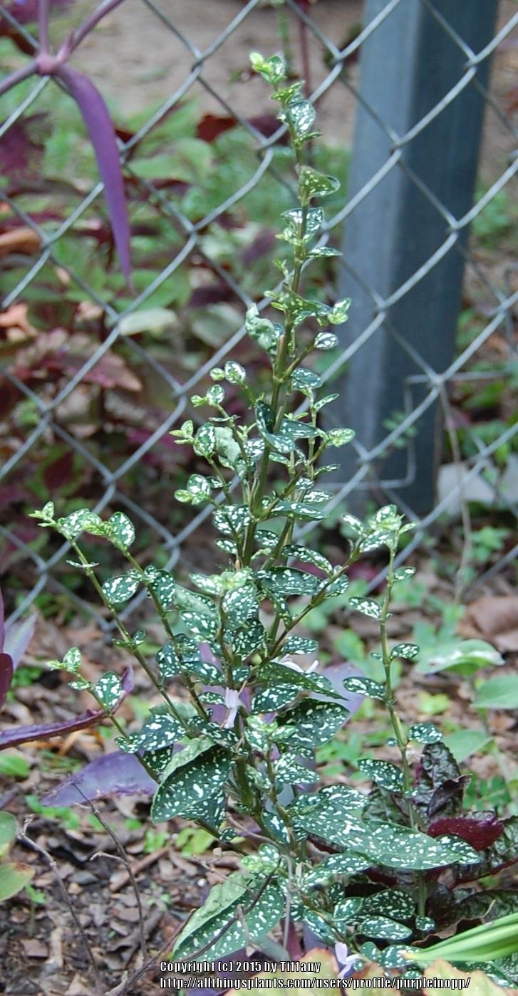 Photo of Polka Dot Plant (Hypoestes phyllostachya) uploaded by purpleinopp