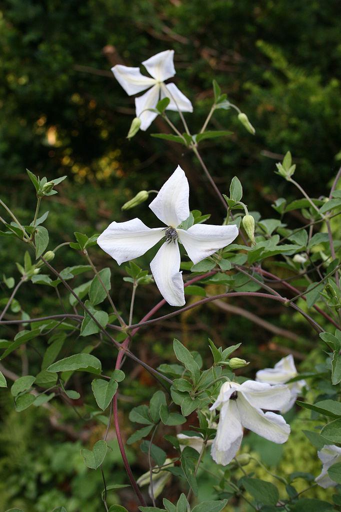 Photo of Clematis (Clematis viticella 'Alba Luxurians') uploaded by robertduval14