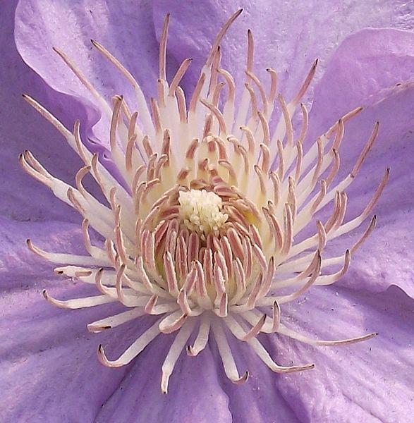 Photo of Clematis Angelique™ uploaded by robertduval14