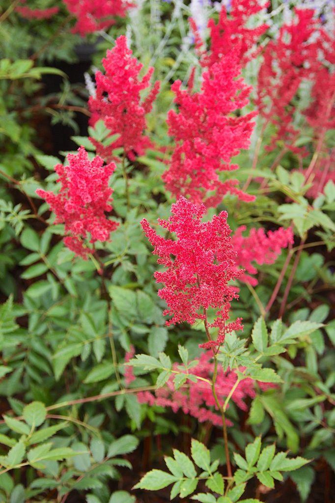 Photo of Astilbe 'Fanal' uploaded by robertduval14