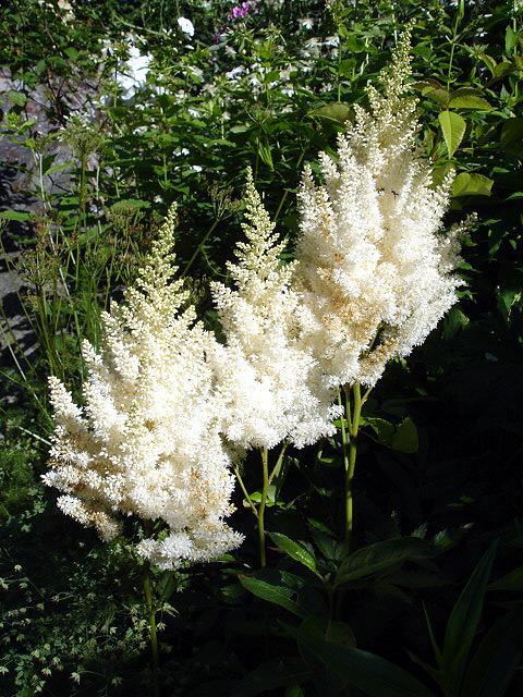 Photo of Astilbe 'Weisse Gloria' uploaded by robertduval14