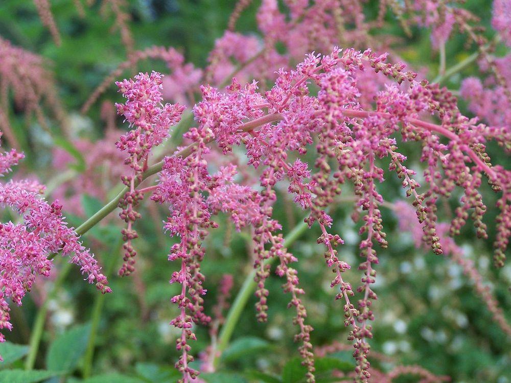 Photo of Astilbe 'Straussenfeder' uploaded by robertduval14