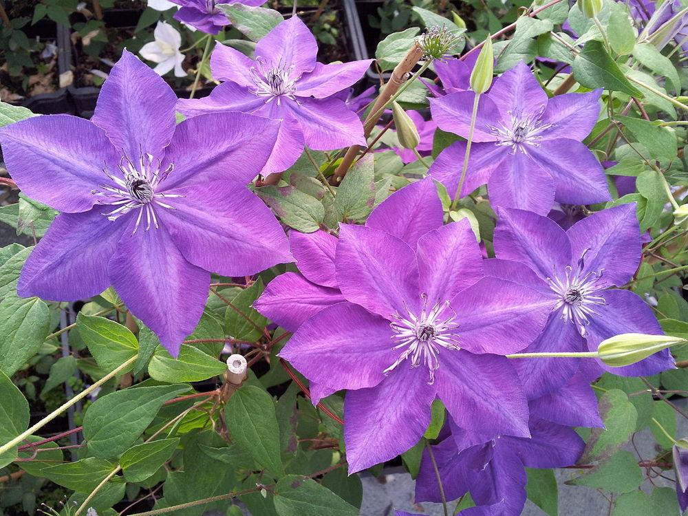Photo of Clematis Amethyst Beauty™ uploaded by robertduval14