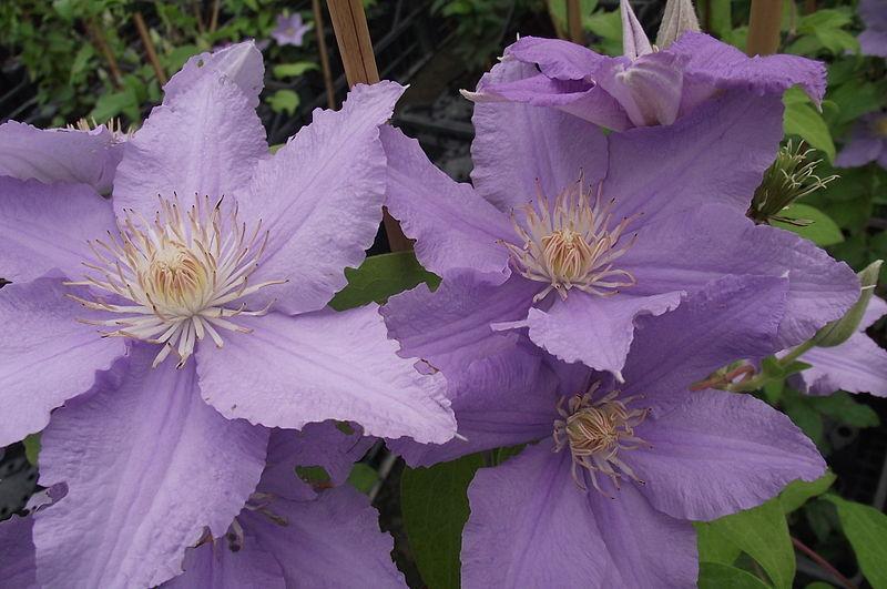 Photo of Clematis Angelique™ uploaded by robertduval14