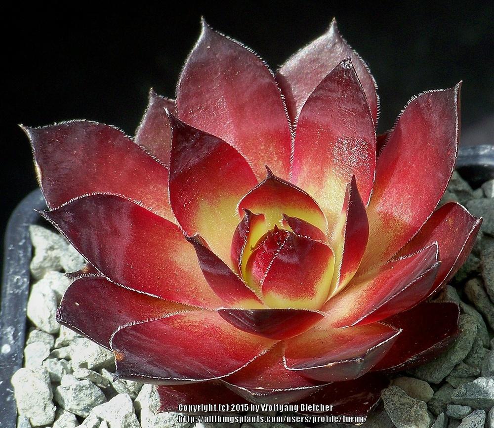 Photo of Hen and chicks (Sempervivum 'Florence-Joy') uploaded by turini