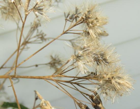 Photo of Sweet Joe Pye Weed (Eutrochium purpureum var. holzingeri) uploaded by Chillybean