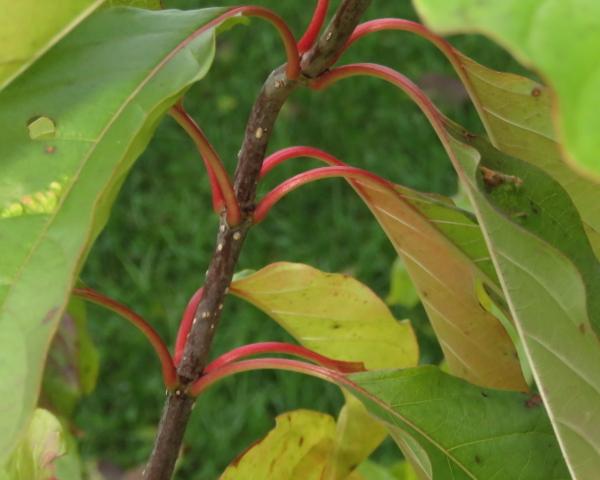 Photo of Buttonbush (Cephalanthus occidentalis) uploaded by Chillybean