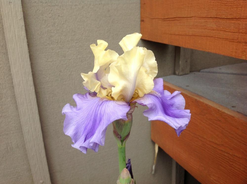 Photo of Tall Bearded Iris (Iris 'Edith Wolford') uploaded by HighdesertNiki