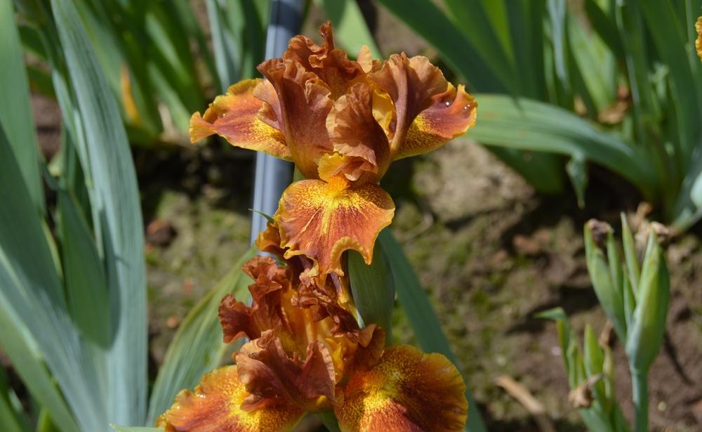 Photo of Standard Dwarf Bearded Iris (Iris 'Basket of Goodies') uploaded by KentPfeiffer