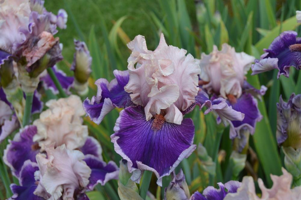 Photo of Tall Bearded Iris (Iris 'Beauty Contest') uploaded by KentPfeiffer