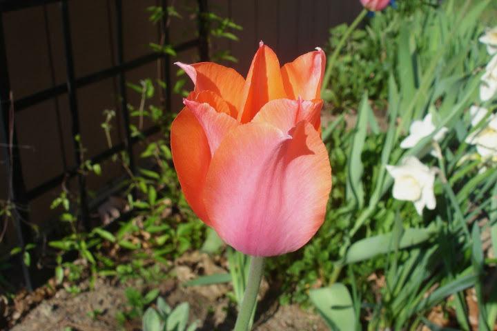 Photo of Single Late Tulip (Tulipa 'Perestroyka') uploaded by Meredith79