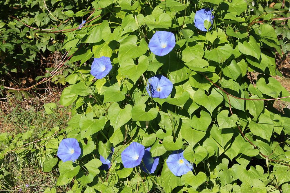 Photo of Morning Glory (Ipomoea tricolor 'Heavenly Blue') uploaded by Meredith79