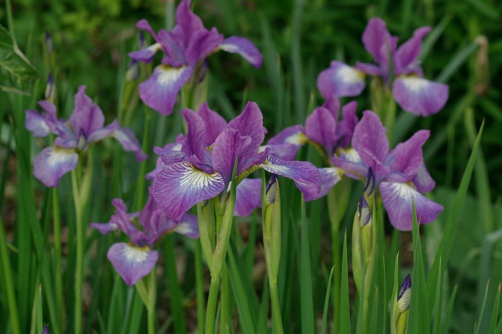 Photo of Siberian Iris (Iris 'Sparkling Rosé') uploaded by dirtdorphins
