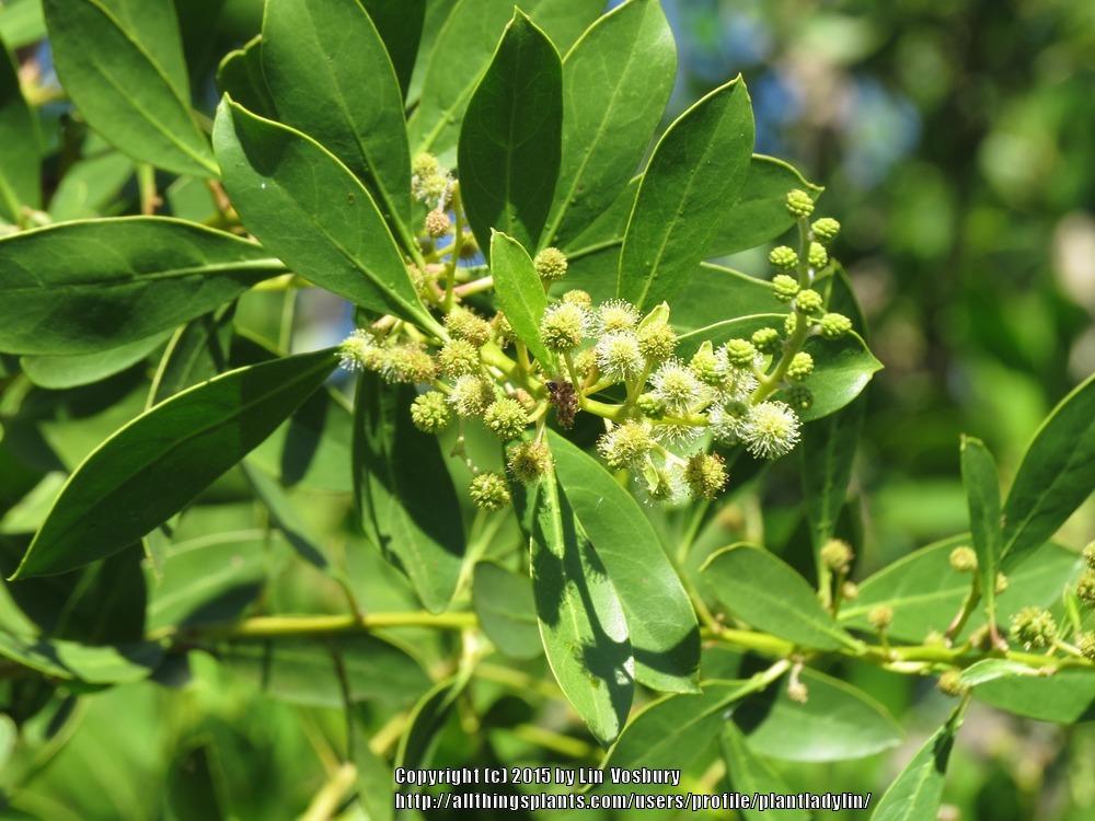 Photo of Buttonwood (Conocarpus erectus) uploaded by plantladylin