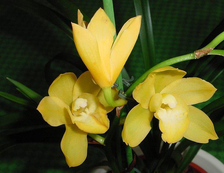 Photo of Orchid (Cymbidium) uploaded by robertduval14