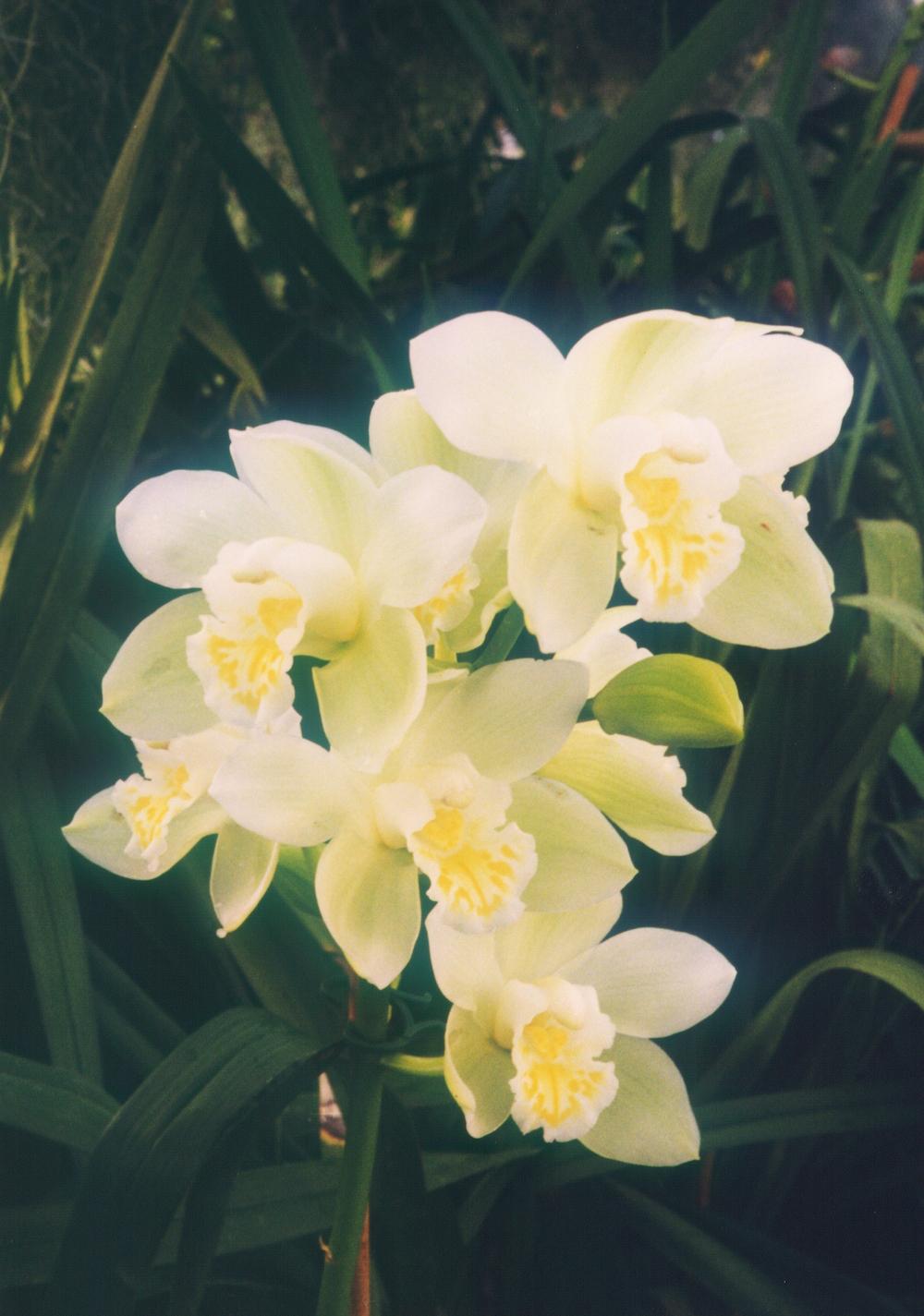 Photo of Orchid (Cymbidium Awakening 'Whiteout') uploaded by robertduval14