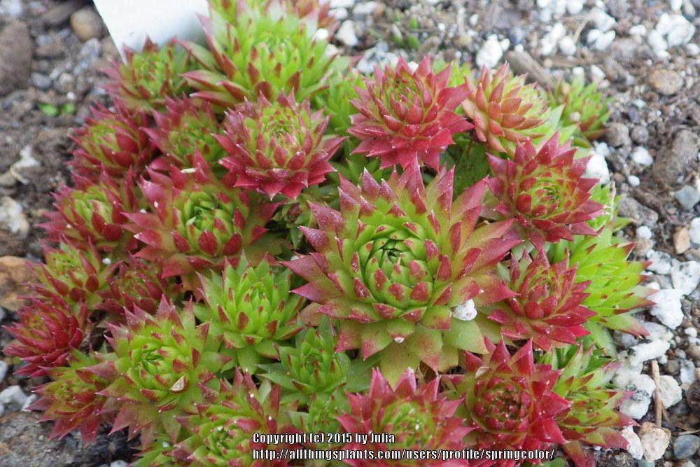 Photo of Rollers (Sempervivum globiferum subsp. arenarium 'from Murtal') uploaded by springcolor
