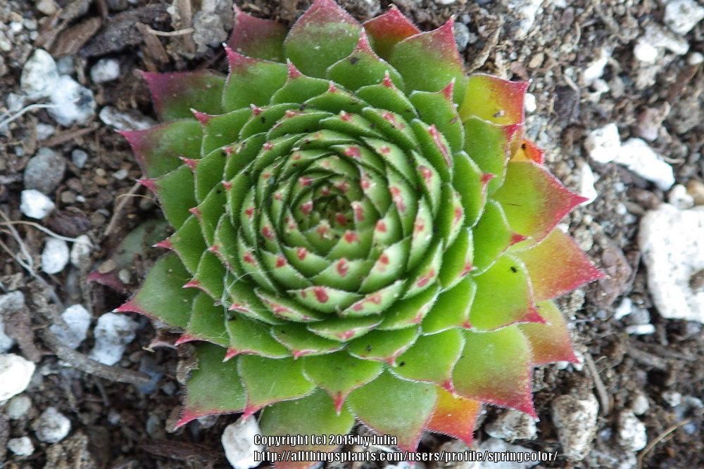 Photo of Hen and Chicks (Sempervivum 'Feuerrad') uploaded by springcolor