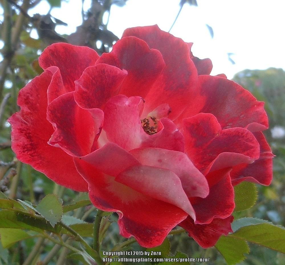 Photo of Shrub Rose (Rosa 'Stretch Johnson') uploaded by zuzu