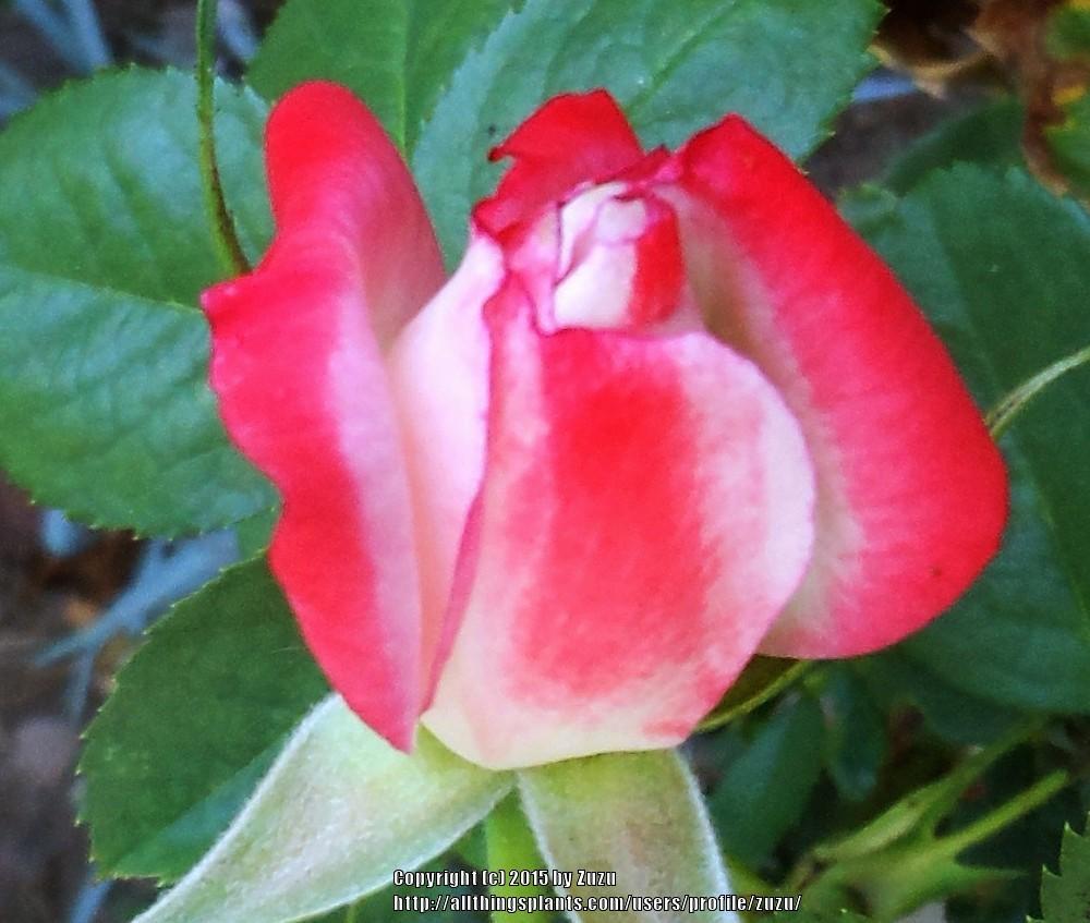 Photo of Rose (Rosa 'Coretta Scott King') uploaded by zuzu