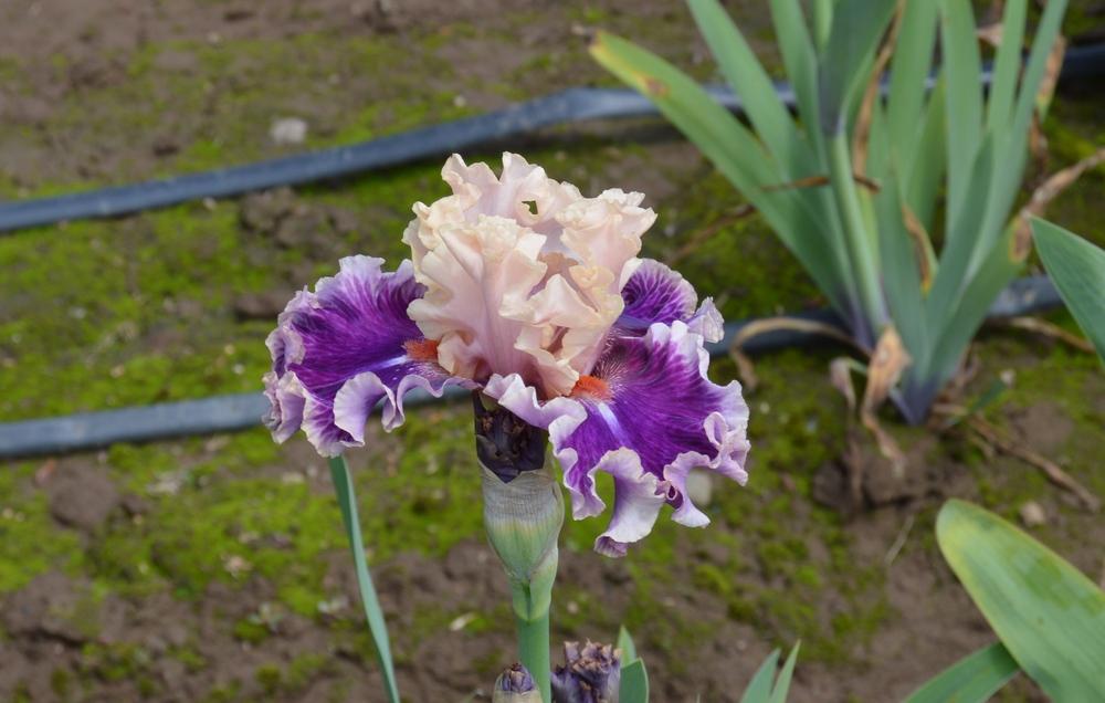 Photo of Tall Bearded Iris (Iris 'Born This Way') uploaded by KentPfeiffer