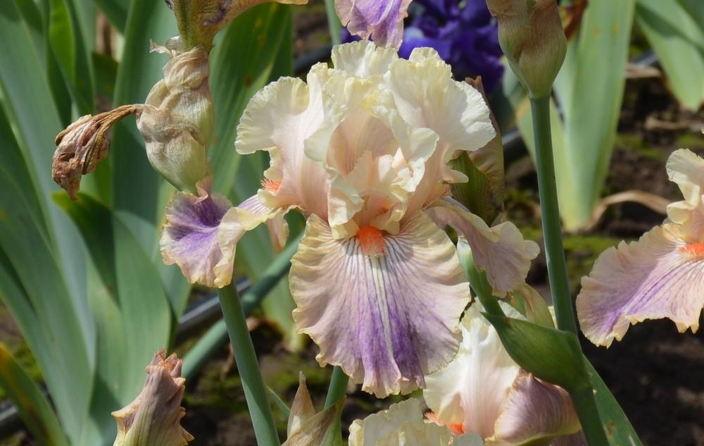 Photo of Tall Bearded Iris (Iris 'Carnival of Color') uploaded by KentPfeiffer