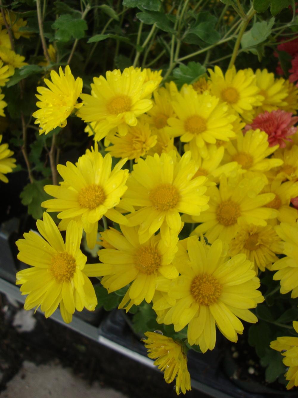 Photo of Garden Mum (Chrysanthemum 'Hankie Yellow') uploaded by Paul2032