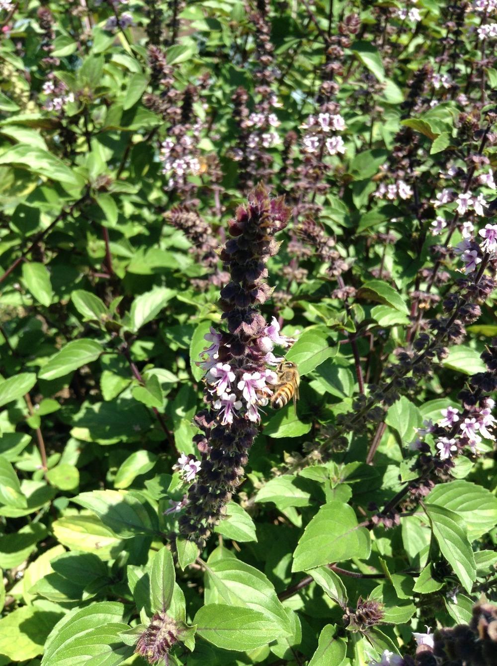 Photo of African Blue Basil (Ocimum 'African Blue') uploaded by csrain