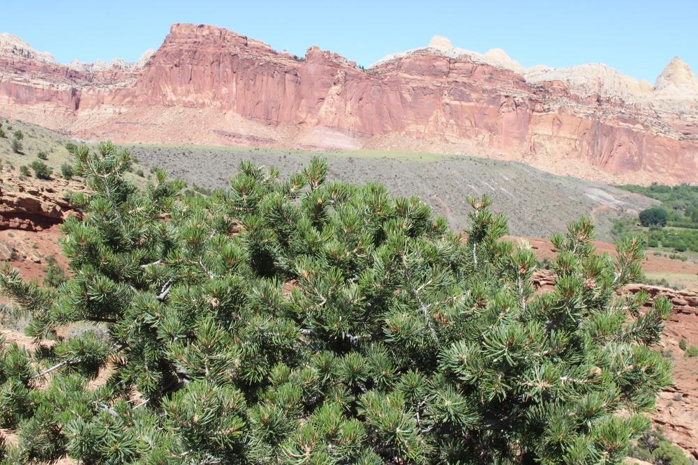 Photo of Two-Needle Pinon Pine (Pinus edulis) uploaded by dave