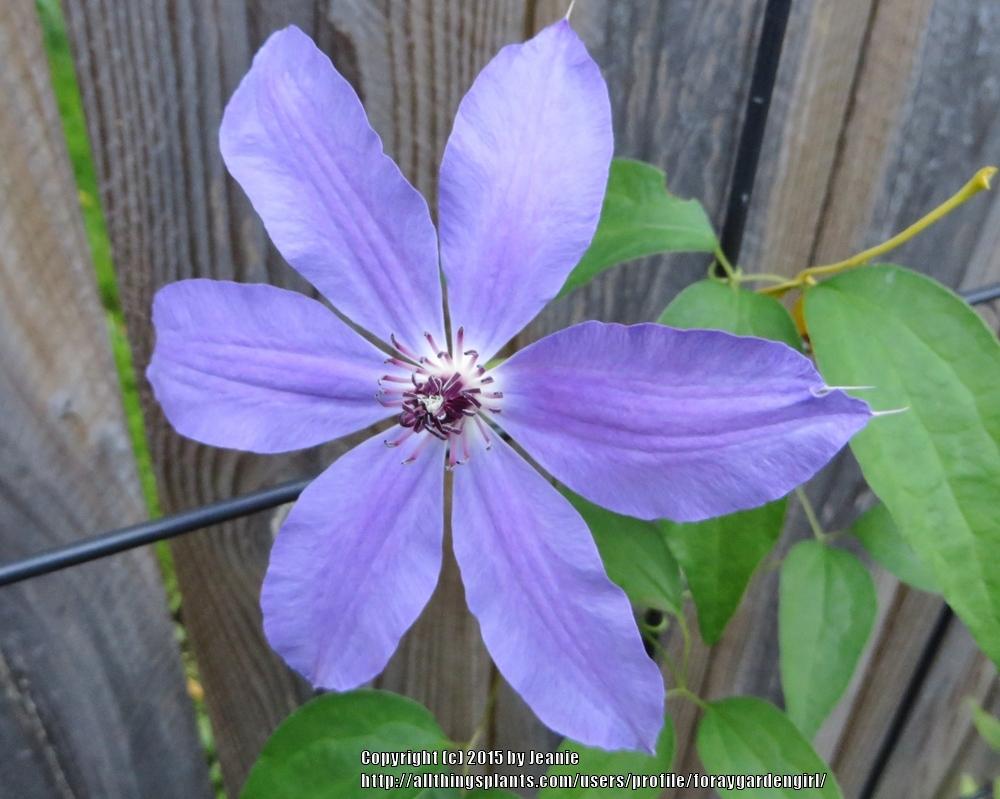 Photo of Clematis 'Blue Ravine' uploaded by foraygardengirl