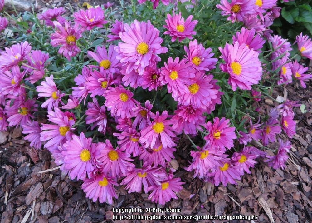 Photo of Daisy Flowered Mum (Chrysanthemum x morifolium Mammoth™ Lavender Daisy) uploaded by foraygardengirl