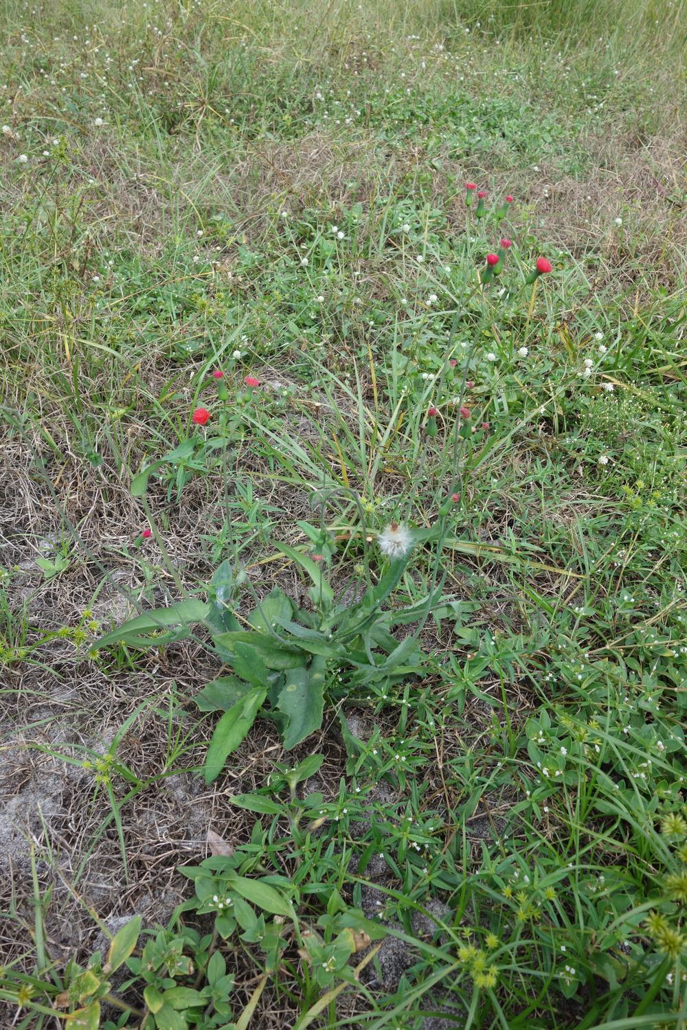Photo of Florida Tassel Flower (Emilia fosbergii) uploaded by mellielong