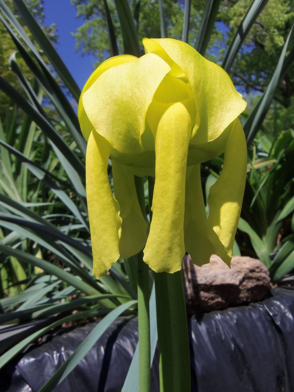 Photo of Pitcher Plant (Sarracenia flava) uploaded by p3bog