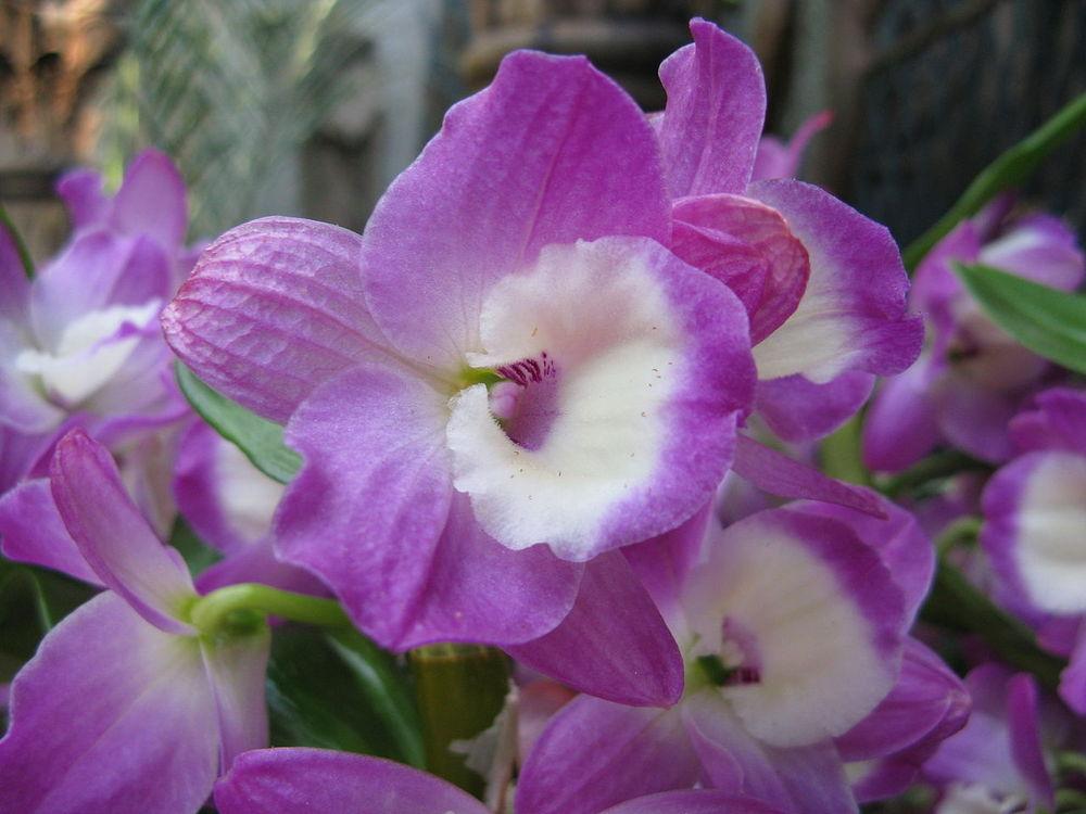 Photo of Orchid (Dendrobium 'Gypsy Rose') uploaded by robertduval14