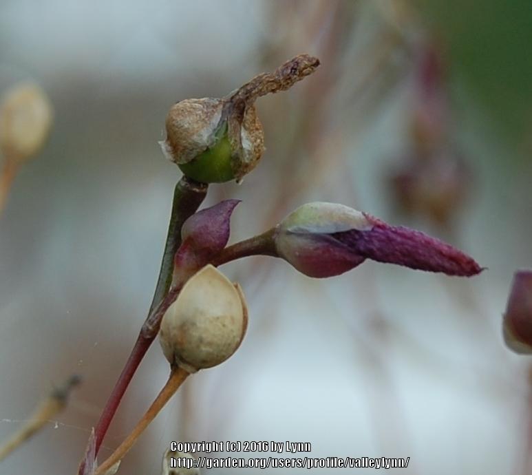 Photo of Fameflower (Phemeranthus calycinus) uploaded by valleylynn