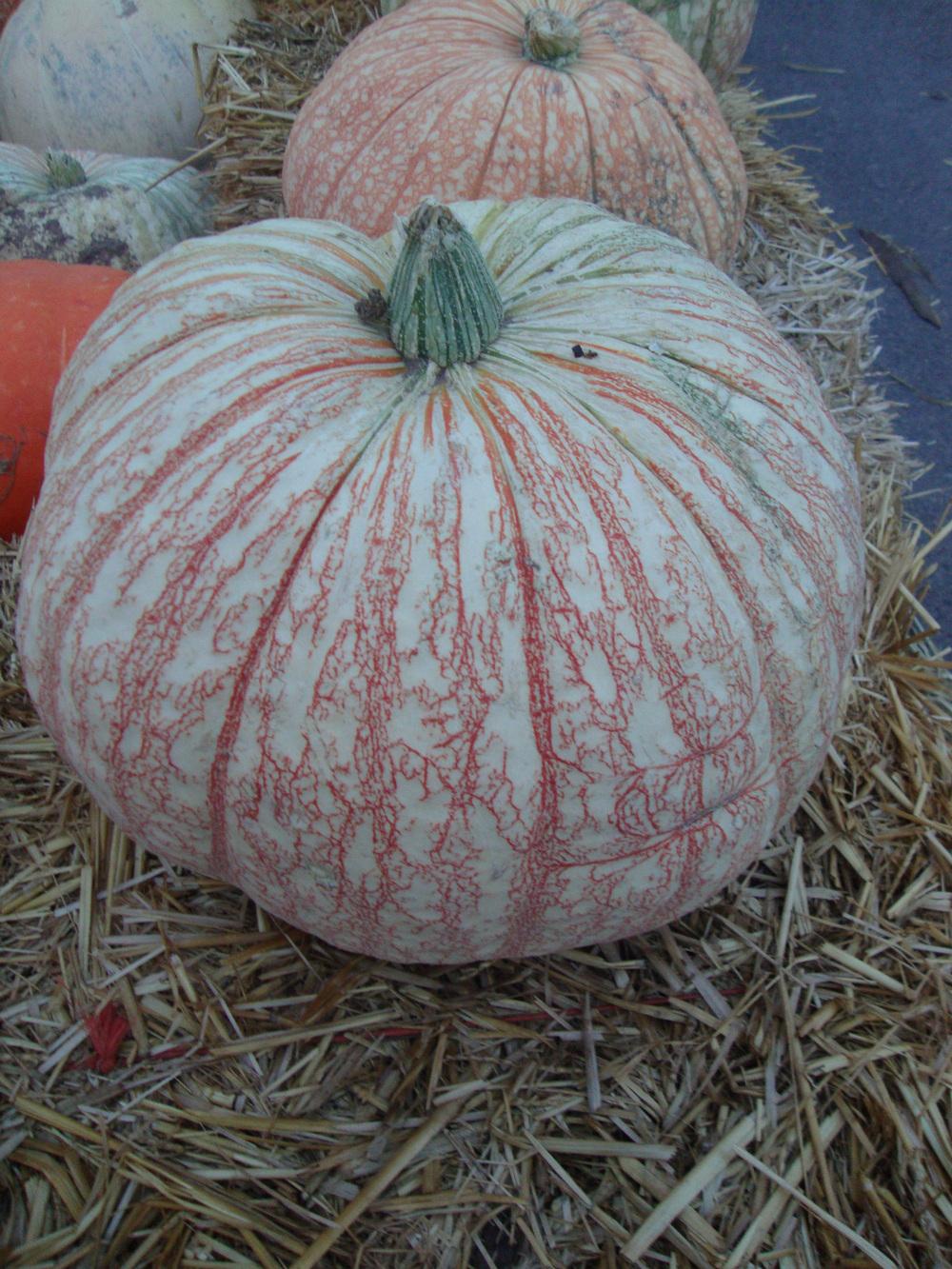 Photo of Pumpkin (Cucurbita maxima 'One Too Many') uploaded by Paul2032