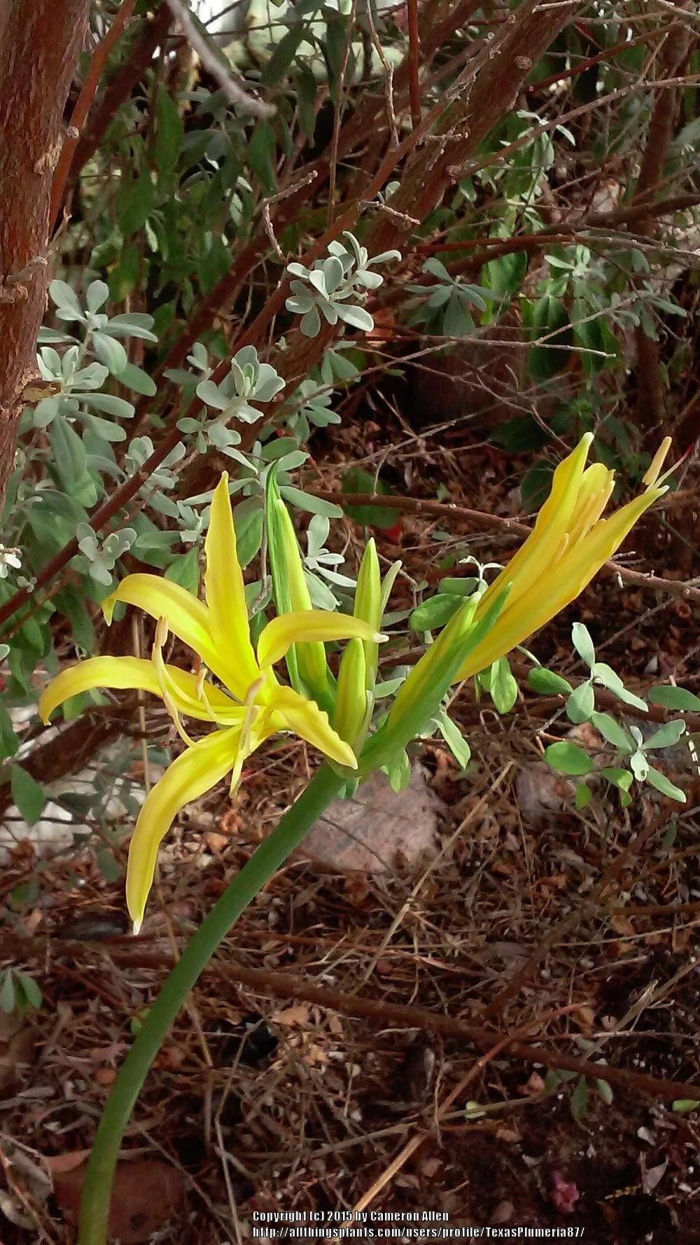 Photo of Surprise Lilies (Lycoris) (Lycoris) uploaded by TexasPlumeria87