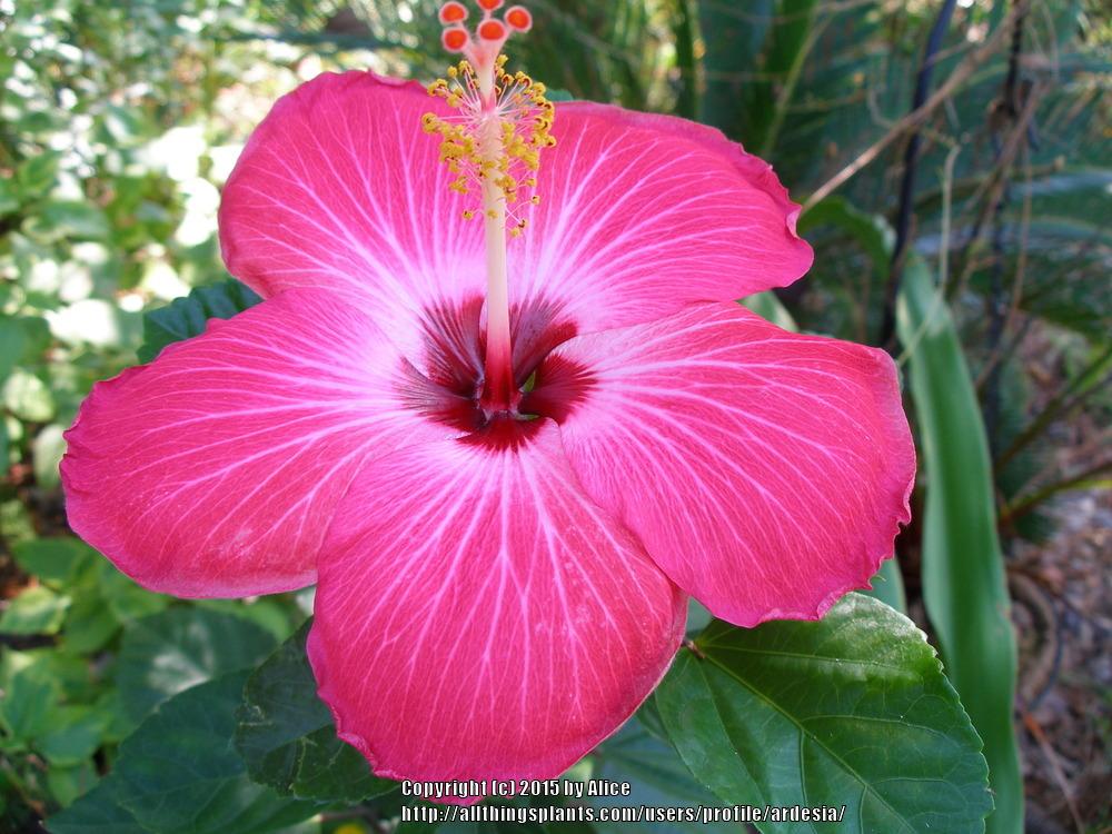 Photo of Tropical Hibiscus (Hibiscus rosa-sinensis 'Painted Lady') uploaded by ardesia