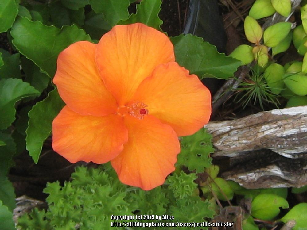 Photo of Tropical Hibiscus (Hibiscus rosa-sinensis 'Carolina Breeze') uploaded by ardesia