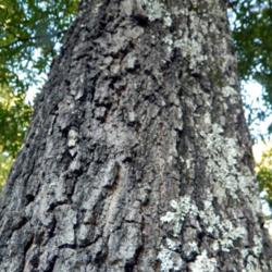 Location: Northeastern, Texas
Date: 2015-09-04
Bark on mature/aged tree