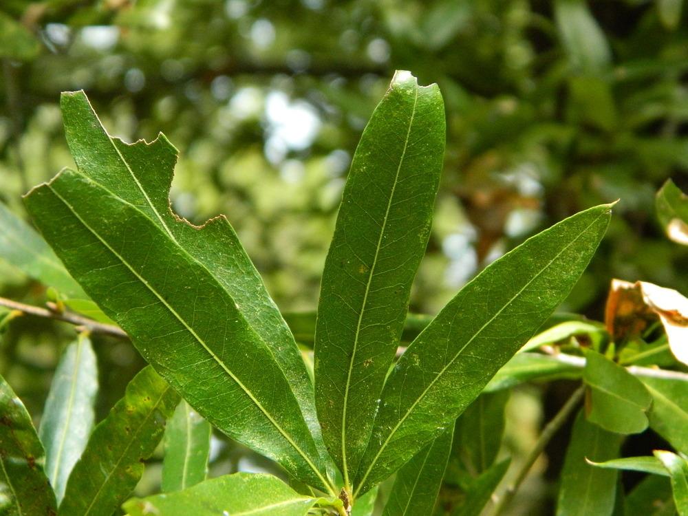 Photo of Willow Oak (Quercus phellos) uploaded by wildflowers