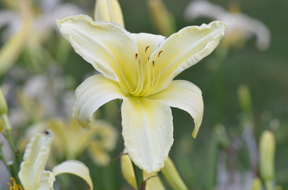 Photo of Daylily (Hemerocallis 'Give Me Eight') uploaded by Anne