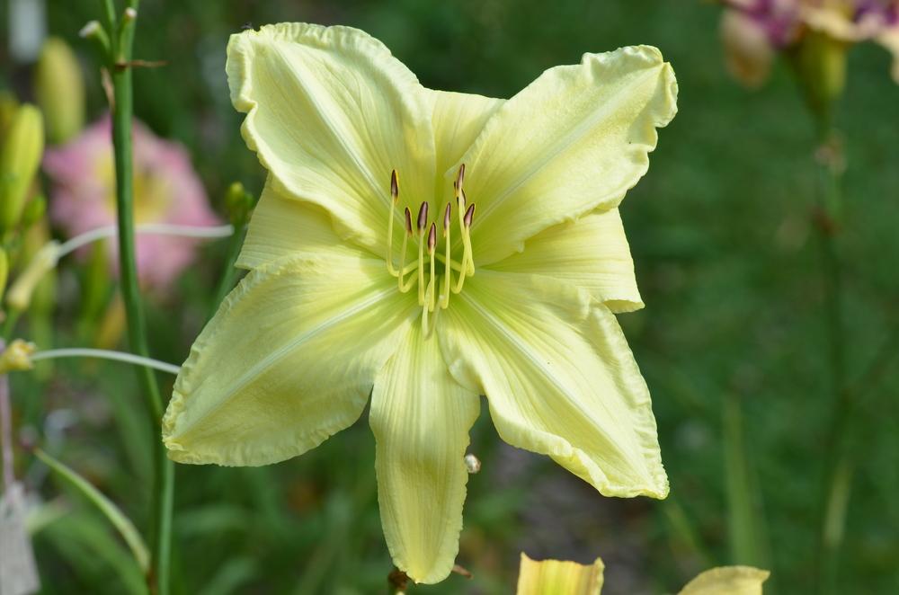 Photo of Daylily (Hemerocallis 'Give Me Eight') uploaded by Anne