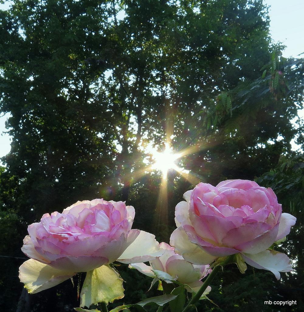 Photo of Rose (Rosa 'La Rose Optimiste') uploaded by MargieNY